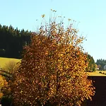 Schwarzwaldtanne 3*