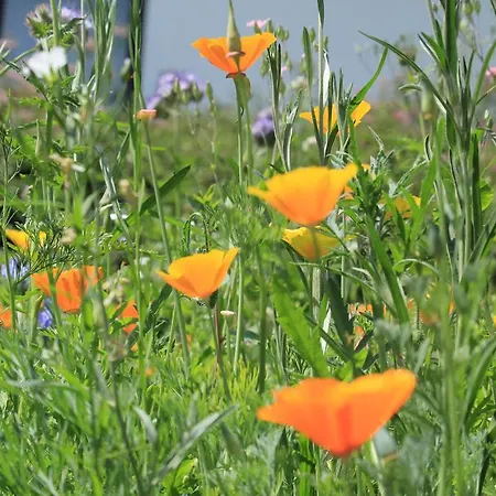 Schwarzwaldtanne ゲストハウス 3*