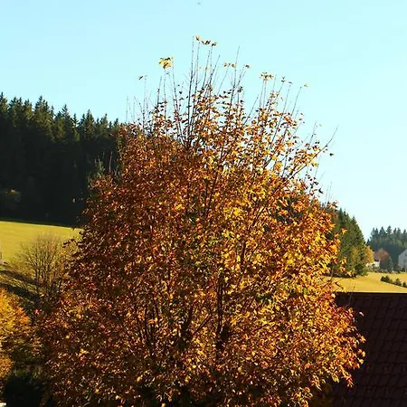 Schwarzwaldtanne 3*